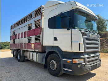 Scania R500-LB6X2 - Φορτηγό μεταφορά ζώων