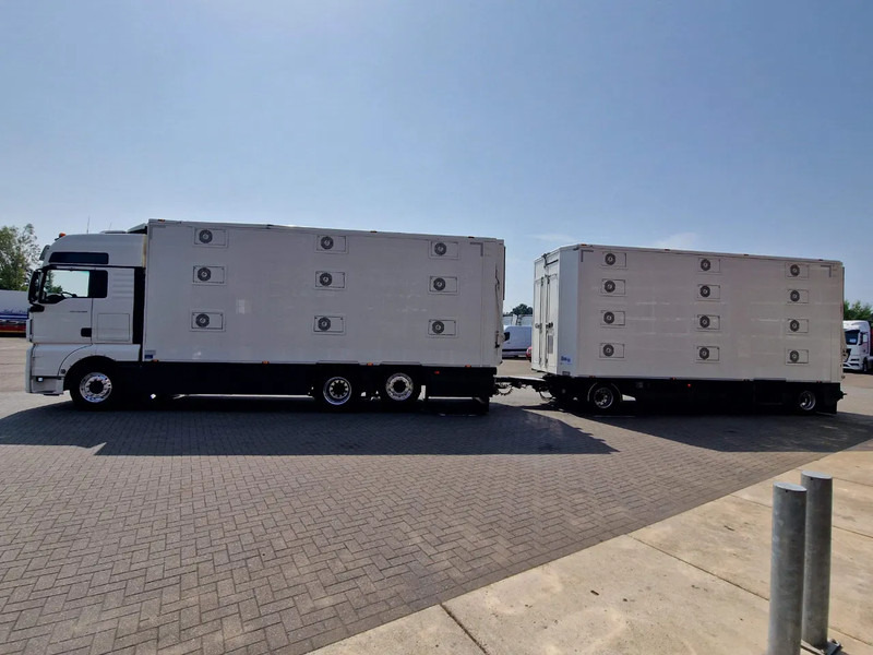 MAN TGX 500 6x2 - 3 deck Cuppers + 4 deck Cuppers 2019 trailer - Water & Ventilation - Night clima - - Φορτηγό μεταφορά ζώων: φωτογραφία 4 MAN TGX 500 6x2 - 3 deck Cuppers + 4 deck Cuppers 2019 trailer - Water & Ventilation - Night clima - - Φορτηγό μεταφορά ζώων: φωτογραφία 4