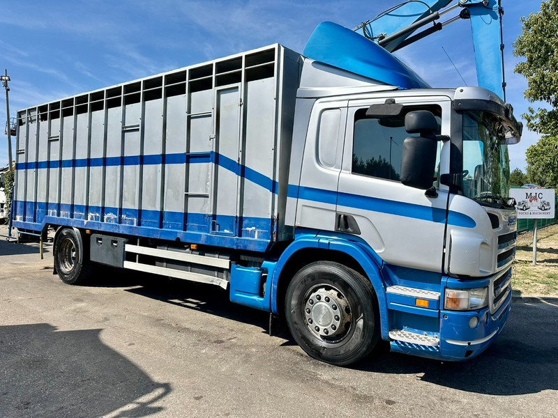 Scania P310 4x2 LIVESTOCK / VEEWAGEN / TIERTRANSPORT / BETAILLERE - ALU BOX 7m - MANUAL - A/C - BELGIAN TRUCK - Φορτηγό μεταφορά ζώων: φωτογραφία 1 Scania P310 4x2 LIVESTOCK / VEEWAGEN / TIERTRANSPORT / BETAILLERE - ALU BOX 7m - MANUAL - A/C - BELGIAN TRUCK - Φορτηγό μεταφορά ζώων: φωτογραφία 1