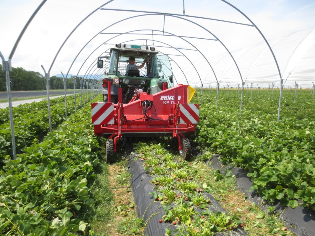 Grimme KP 1700 - Μηχανής συγκομιδής σταφυλιών: φωτογραφία 2 Grimme KP 1700 - Μηχανής συγκομιδής σταφυλιών: φωτογραφία 2