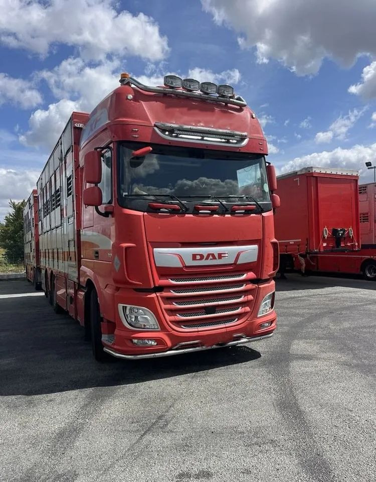 DAF XF 460 + Przyczepa Pezzaoli - 3X Trzoda, 2 X Bydło I 3 poziomy I Podnoszony dach I Hydroburta I Osie Skrętne I Poidła I Wentylatory I Pilot Manualny | Euro5 - Φορτηγό μεταφορά ζώων: φωτογραφία 1 DAF XF 460 + Przyczepa Pezzaoli - 3X Trzoda, 2 X Bydło I 3 poziomy I Podnoszony dach I Hydroburta I Osie Skrętne I Poidła I Wentylatory I Pilot Manualny | Euro5 - Φορτηγό μεταφορά ζώων: φωτογραφία 1