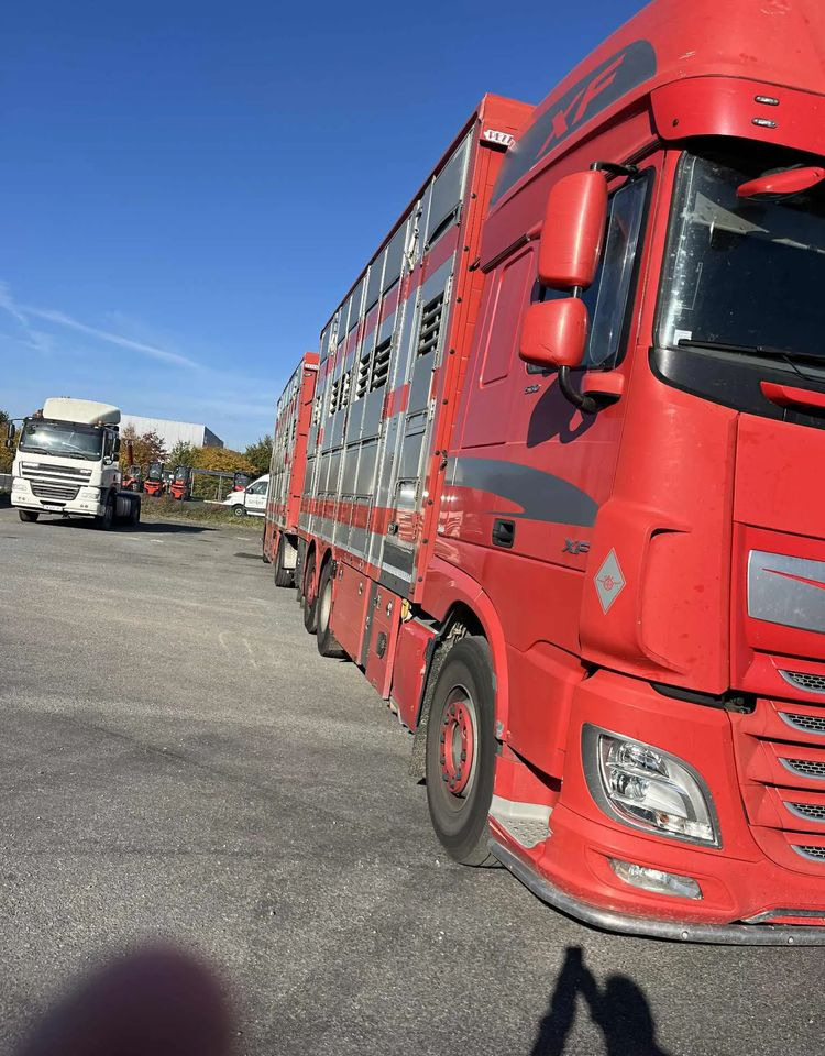 DAF XF 530 + Przyczepa Pezzaoli - 3X Trzoda, 2 X Bydło I 3 poziomy I Podnoszony dach I Hydroburta I Osie Skrętne I Poidła I Wentylatory I Pilot Manualny | - Φορτηγό μεταφορά ζώων: φωτογραφία 4 DAF XF 530 + Przyczepa Pezzaoli - 3X Trzoda, 2 X Bydło I 3 poziomy I Podnoszony dach I Hydroburta I Osie Skrętne I Poidła I Wentylatory I Pilot Manualny | - Φορτηγό μεταφορά ζώων: φωτογραφία 4