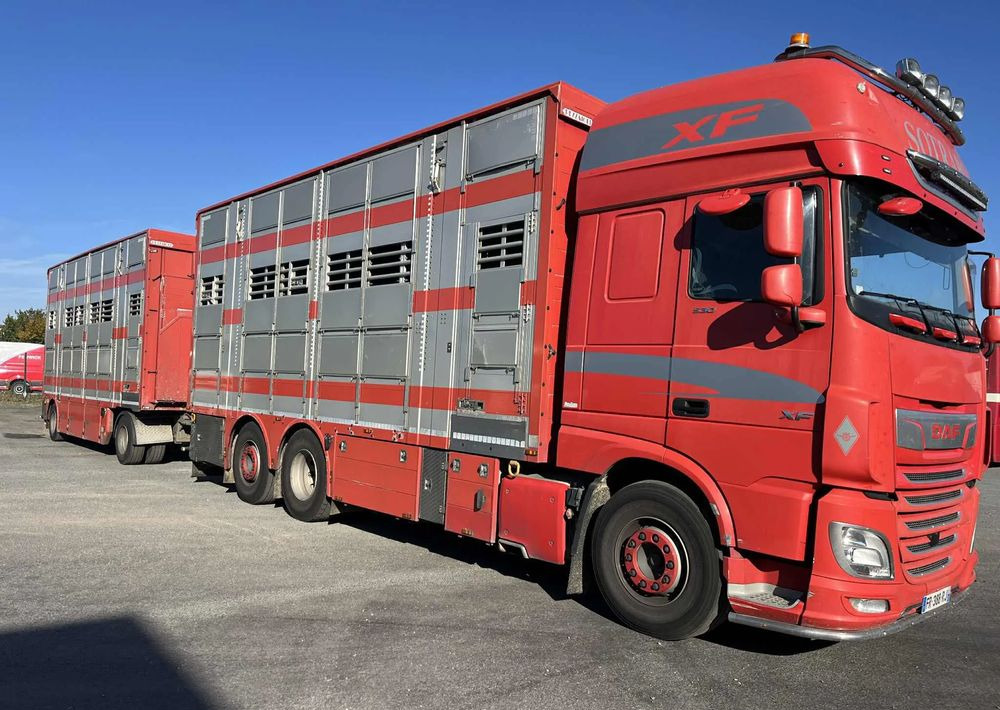 DAF XF 530 + Przyczepa Pezzaoli - 3X Trzoda, 2 X Bydło I 3 poziomy I Podnoszony dach I Hydroburta I Osie Skrętne I Poidła I Wentylatory I Pilot Manualny | - Φορτηγό μεταφορά ζώων: φωτογραφία 2 DAF XF 530 + Przyczepa Pezzaoli - 3X Trzoda, 2 X Bydło I 3 poziomy I Podnoszony dach I Hydroburta I Osie Skrętne I Poidła I Wentylatory I Pilot Manualny | - Φορτηγό μεταφορά ζώων: φωτογραφία 2