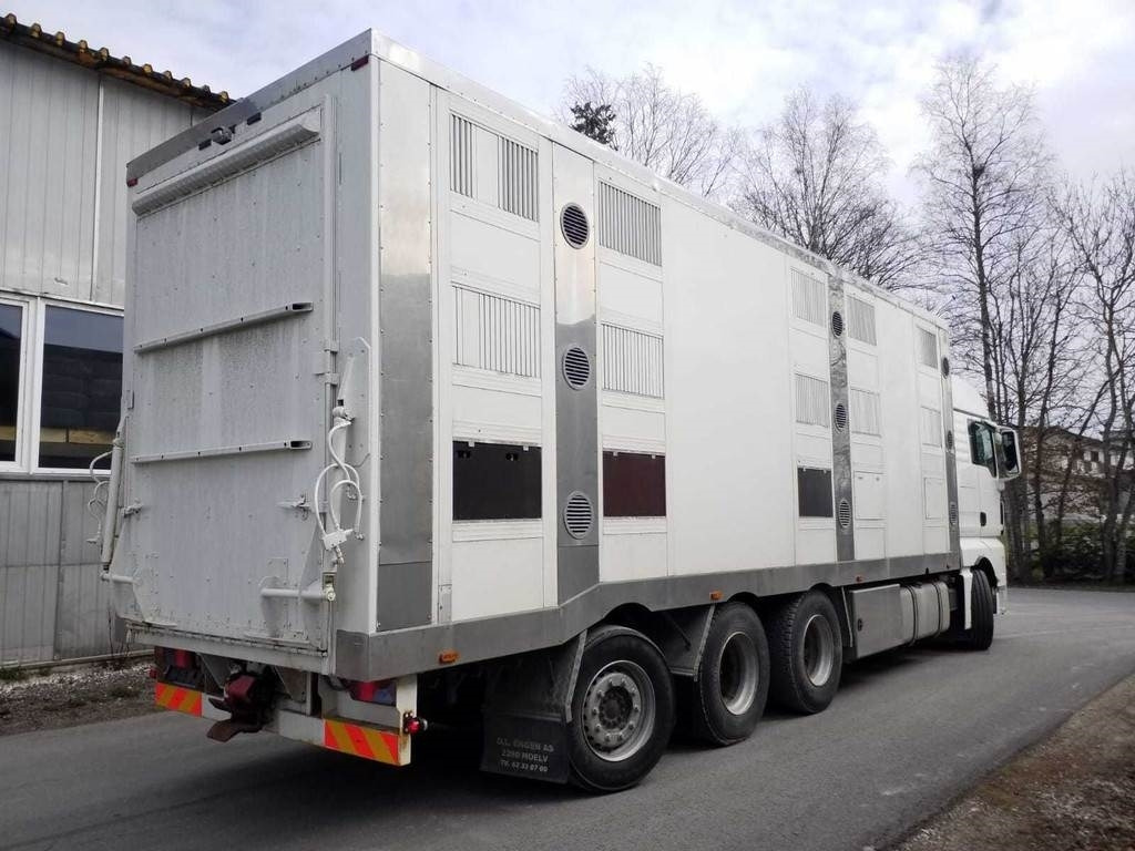 MAN TGX 35.540 8X4 TRIDEM ANIMAL - Φορτηγό μεταφορά ζώων: φωτογραφία 3 MAN TGX 35.540 8X4 TRIDEM ANIMAL - Φορτηγό μεταφορά ζώων: φωτογραφία 3